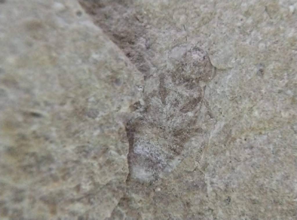 Fóssil de barata com mais de 100 milhões de anos é encontrado no Ceará