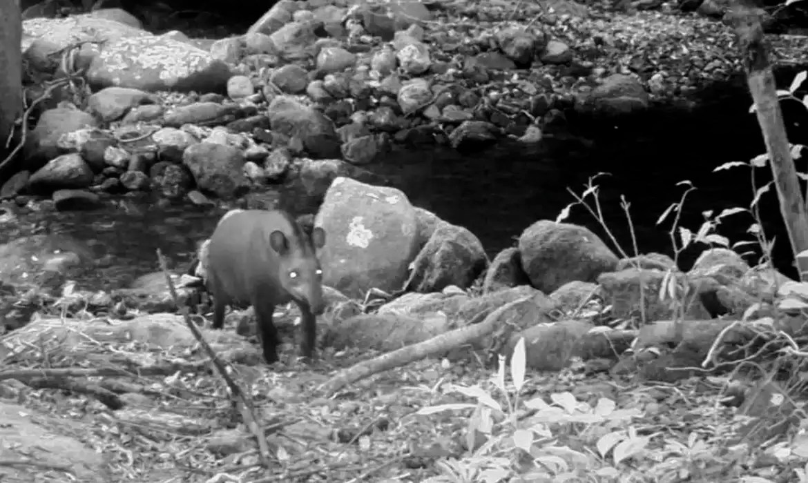 ANTA - Rio de Janeiro: animal faz aparição inesperada
