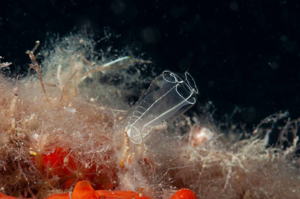 Organismos marinhos digerem microplásticos e ampliam riscos ambientais, aponta estudo