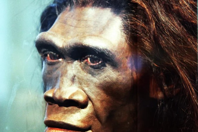 homo erectus