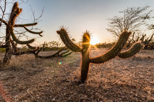 Landscape of the Caatinga in Brazil. Cactus at sunset O banco está assumindo essa missão como uma frente não só inovadora, mas economicamente rentável e que tornará o Brasil referência em restauro no mundo