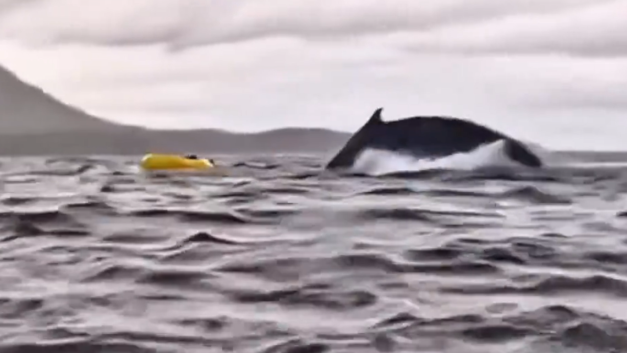 Momento em que chileno de 24 anos consegue escapar de baleia de caiaque no sul da Patagônia. 13/02/2025 -