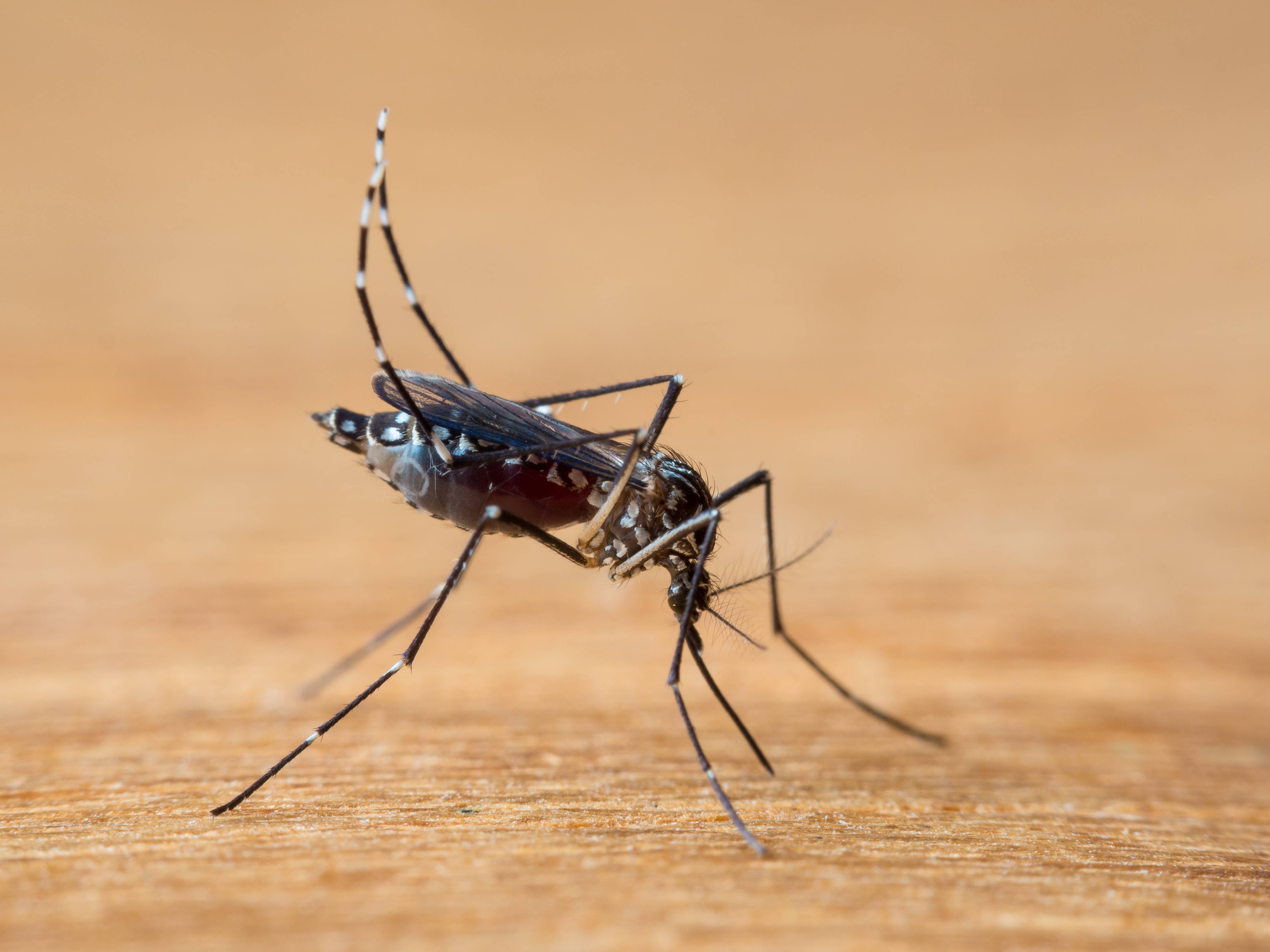 4 cuidados para evitar picadas pelo mosquito da dengue