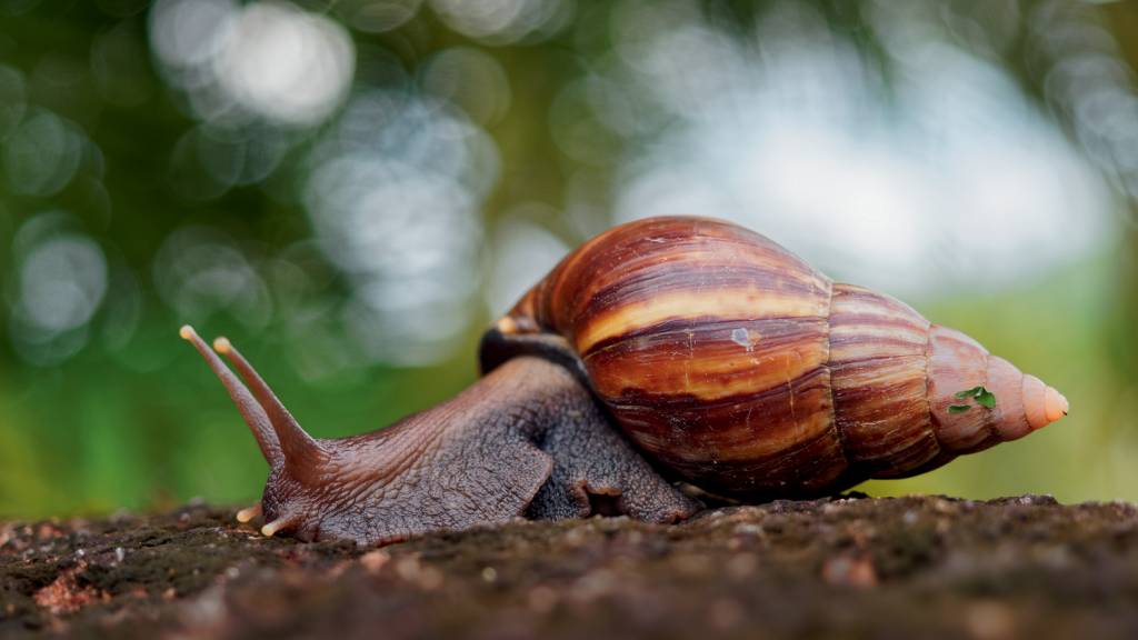 Giant African Land Snail – Achatina fulica large land snail in Achatinidae, similar to Achatina achatina and Archachatina marginata, pest issues, invasive species of snail CARAMUJO AFRICANO - O Achatina fulica é um molusco terrestre conhecido por seu imenso tamanho, com conchas que chegam a ter 20 centímetros.
