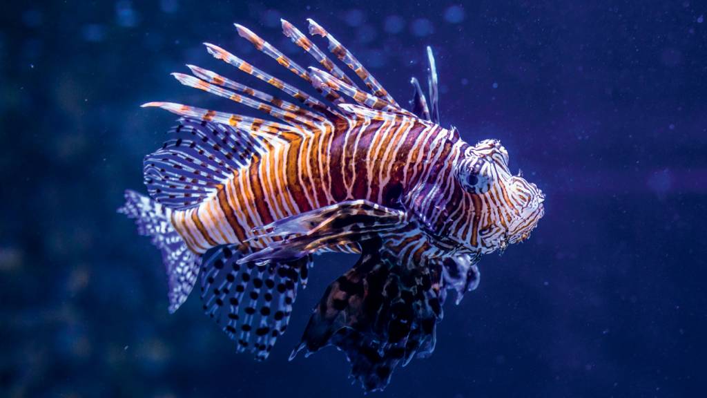 Striking Lionfish with Vibrant Stripes in Deep Blue Sea PEIXE-LEÃO - O Pterois volitans é originário do Indo-Pacífico. Foi detectado pela primeira vez em águas brasileiras em 2014 e se espalhou por toda a costa, de sul a norte.
