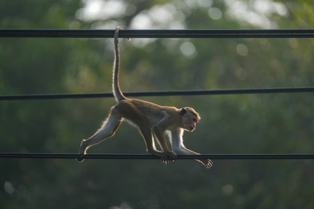 Macaco provoca apagão nacional no Sri Lanka e escancara fragilidade elétrica