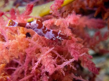 Camarão-camaleão é capaz de se camuflar mesmo em espécies invasoras de algas, aponta estudo