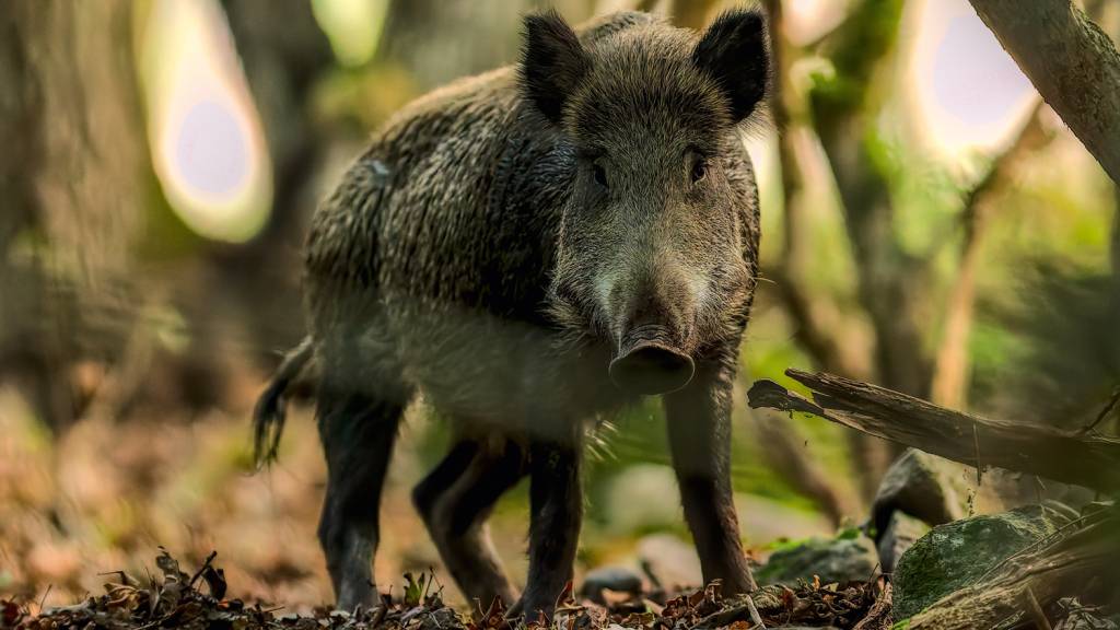 Wild,Boar,Standing,In,The,Forest.,Sus,Scrofa. JAVALI - O Sus scrofa, mamífero suíno originário da Europa e da Ásia, alimenta-se de plantas, frutos, raízes e pequenos animais. Compete com espécies nativas.