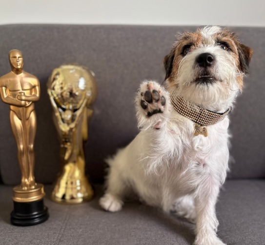 suri Cadela da raça Jack Russell com a patinha levantada para a câmera ao lado de uma estatueta do Oscar.
