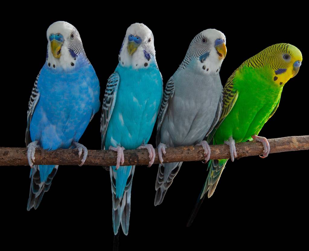 Cérebros de pássaros revelam segredos da fala