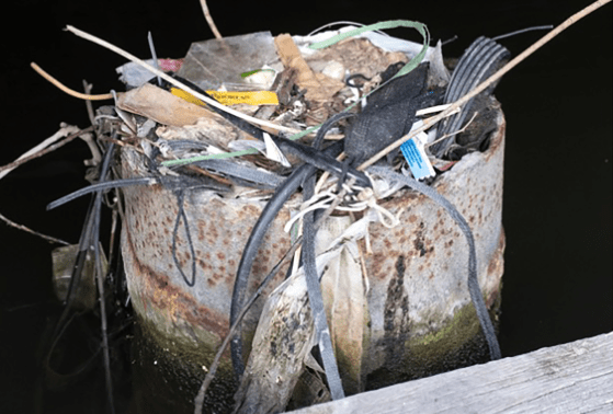 Ninhos de pássaros em Amsterdã preservam lixo plástico de 30 anos atrás