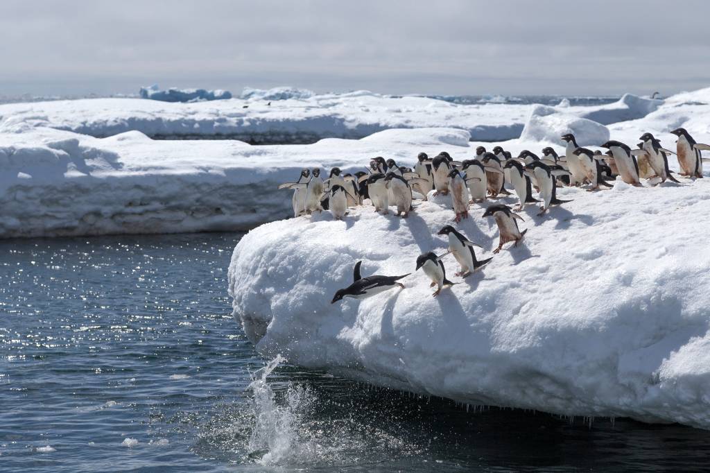 Seis mil anos de cocô de pinguim revelam história da Antártica