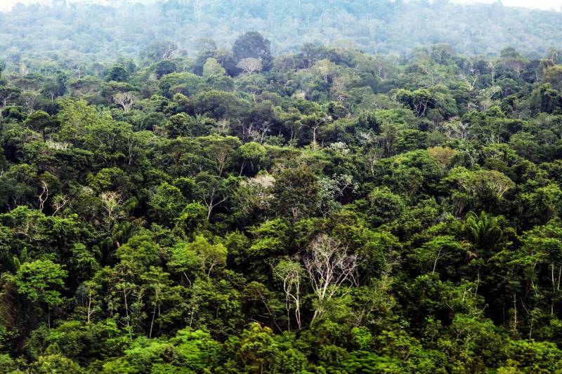 Pará fará concessão de 30 mil hectares para recuperação florestal
