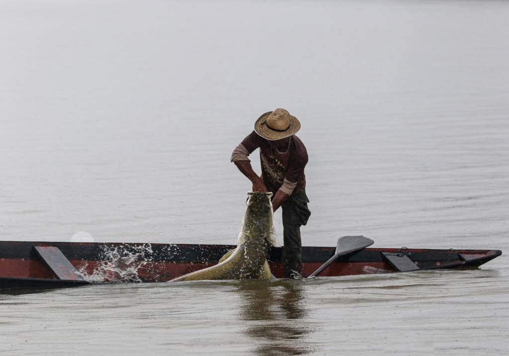 000_1LT5EP.jpg TRADIÇÃO - Pesca do pirarucu no Rio Tapajós: práticas ancestrais garantem o sustento da população local