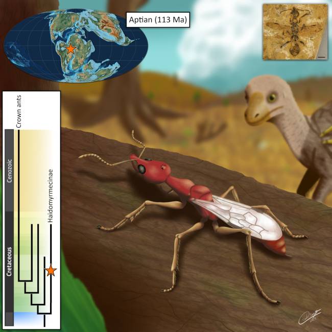 A paleoartistic reconstruction of the ant with timescale CREDIT Diego Matiello Reconstrução paleoartística da formiga Vulcanidris cratensis. À esquerda, a linha do tempo mostra a posição da espécie dentro da subfamília extinta Haidomyrmecinae.