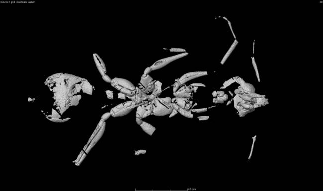 Ant CT-Scan reconstruction CREDIT Odair M. Meira Reconstrução tridimensional da formiga Vulcanidris cratensis a partir de imagens obtidas por microtomografia computadorizada. A técnica permitiu visualizar detalhes internos da anatomia do fóssil sem danificar a rocha.
