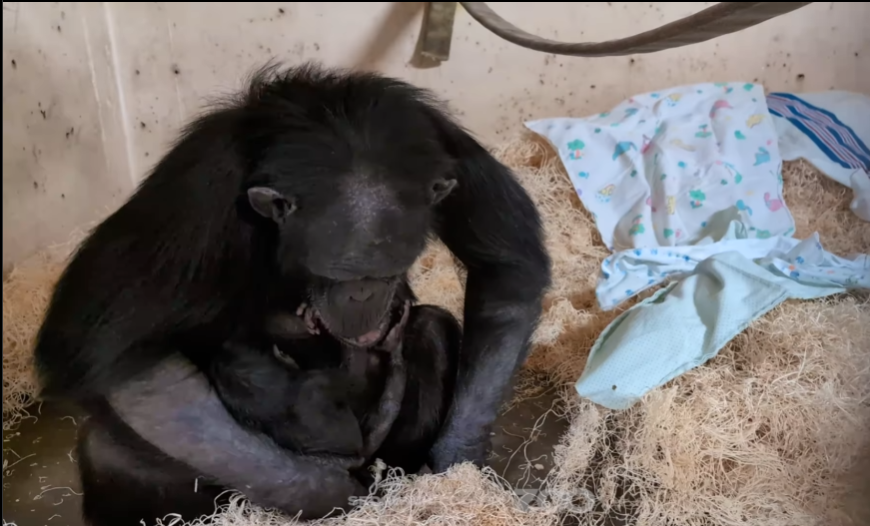 MÃE E FILHA - Chimpanzés Mahale e Kyansa no zoológico de Sedgwick County, no Kansas