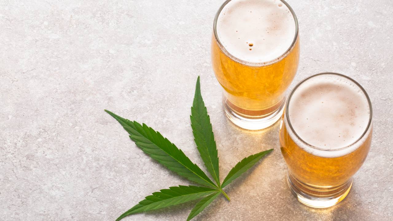Cerveja feita com terpenos de cannabis é comum na Europa e Estados Unidos