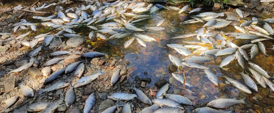 Peixes mortos às margens do Rio Tietê
