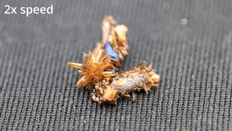 Lagarta ‘colecionadora de ossos’ usa restos de suas presas para camuflagem