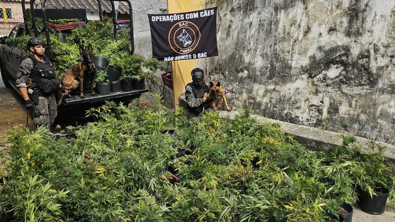 Polícia Militar do Rio encontrou estufa com mais de 800 pés de maconha no Morro da Serrinha, na Zona Norte do Rio