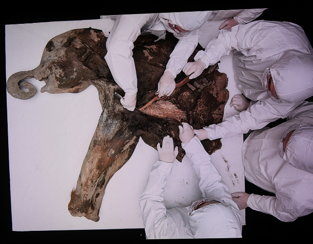 mammoth_dissection_642 Stringer/AFP