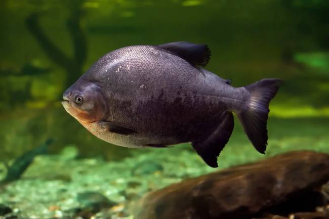 tambaqui Tambaqui, espécie amazônica com dentes robustos, foi introduzido na lagoa artificial e pode estar por trás dos ataques a banhistas em Bonito (MS)