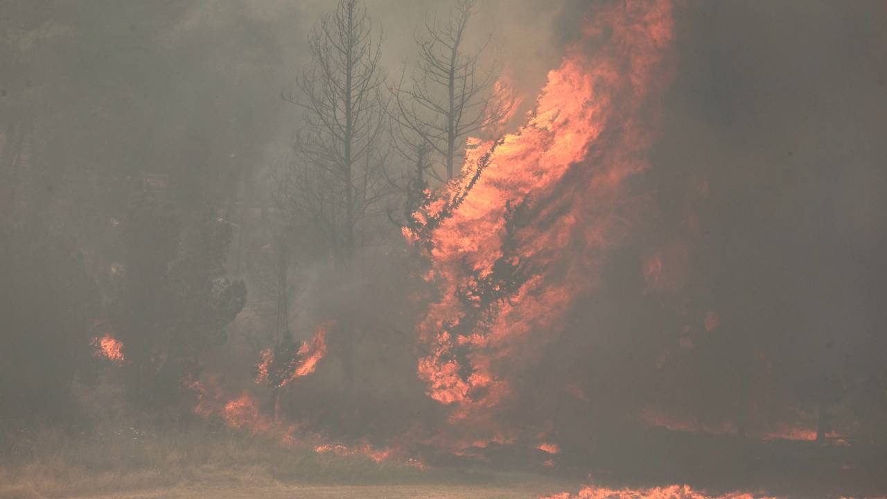 Flames engulf trees during a forest fire near the central Israeli town of Bet Shemesh on April 30, 2025. (Photo by Ahmad GHARABLI / AFP)
