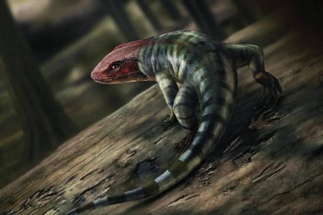 An artist’s impression of the lizard-like creature making tracks Ilustração artística da criatura semelhante ao pequeno réptil ancestral que deixou as pegadas fossilizadas