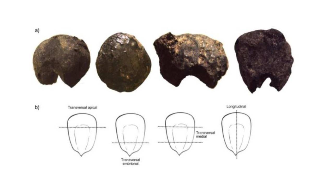 Exemplos do estado de conservação dos grãos de milho encontrados, do mais preservado ao mais danificado. Também mostra como os fragmentos foram classificados para calcular a quantidade total de grãos.