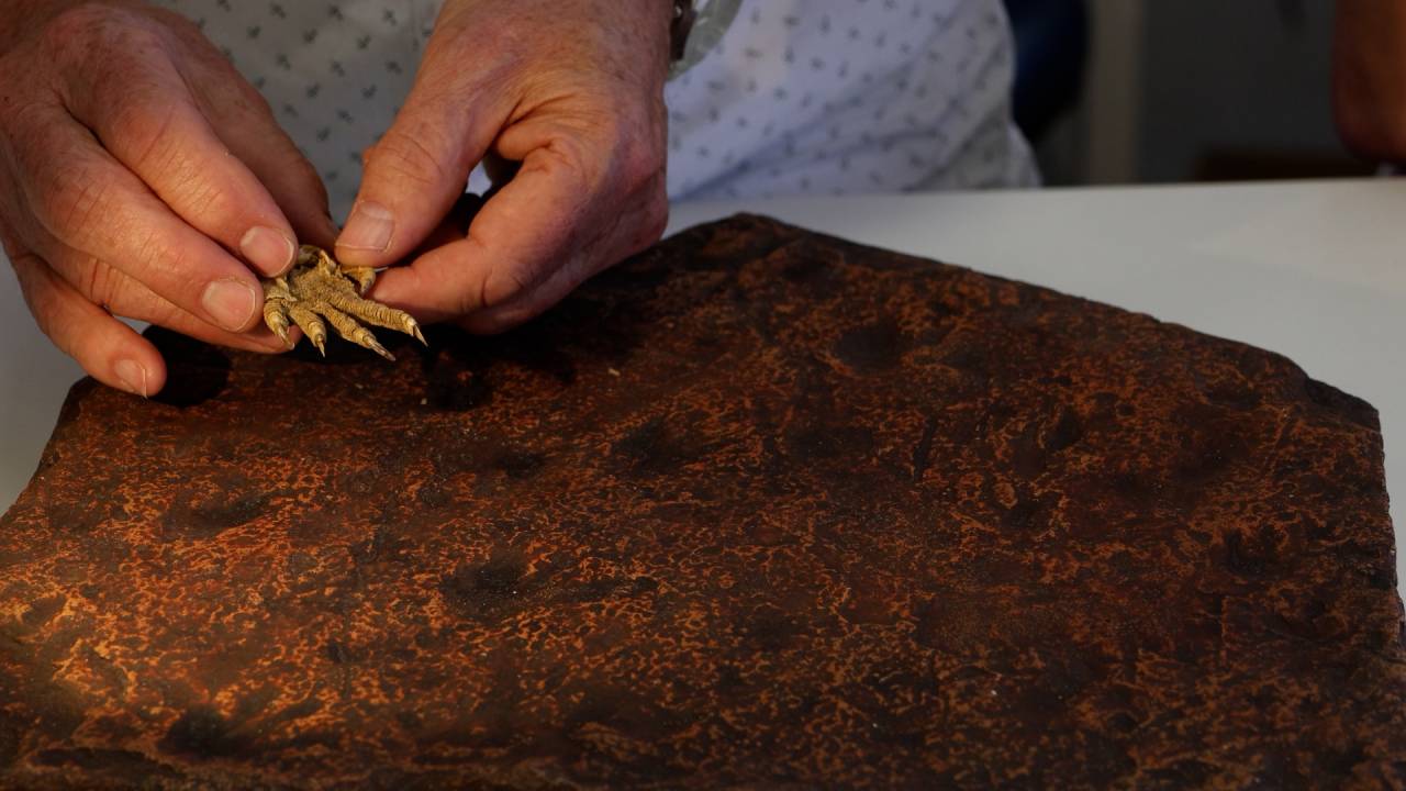Pesquisador compara garra de réptil moderno com pegadas fossilizadas preservadas em laje de arenito do sudeste da Austrália