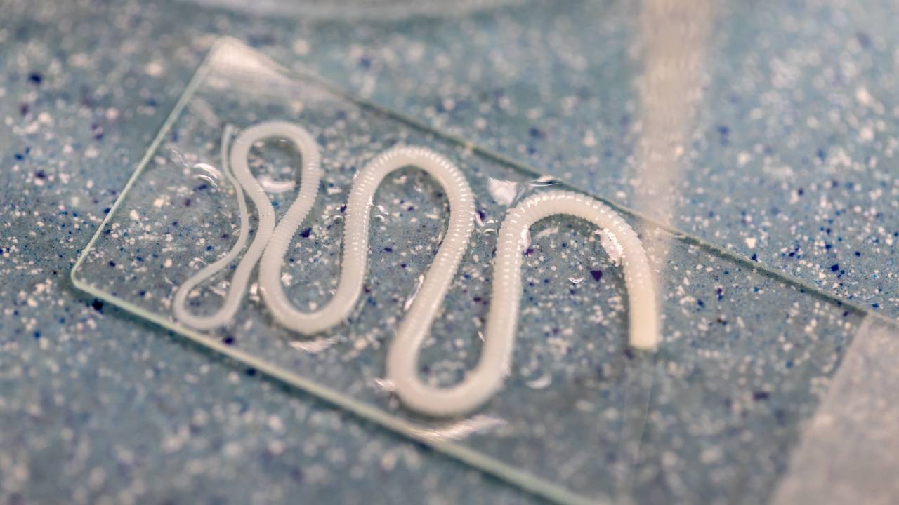 VERME - Pesquisa brasileira: projeto potencializa remédio que trata infecção