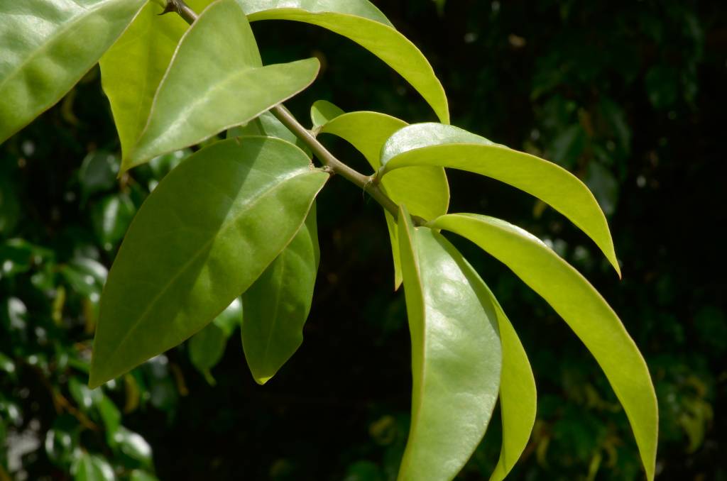 O que está por trás da venda e da proibição dos suplementos de ora-pro-nóbis