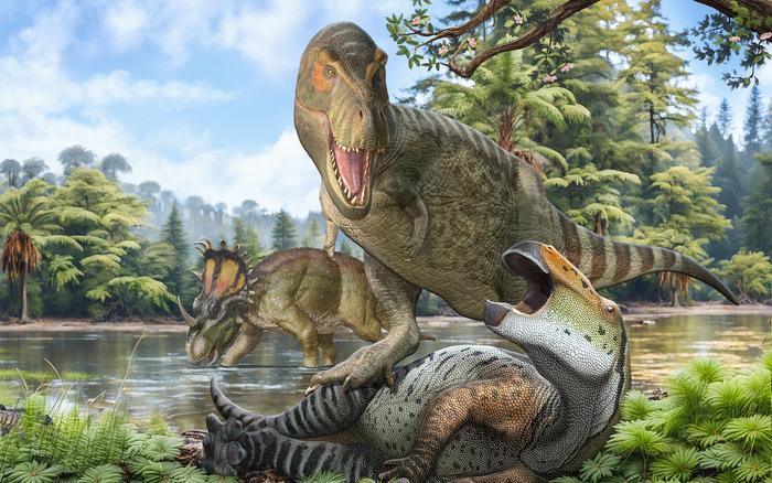 The end Cretaceous Northern Hemisphere fauna was dominated by Tyrannosaurids (such as Tyrannosaurus rex), hadrosaurs and ceratopsian ornithischian dinosaurs