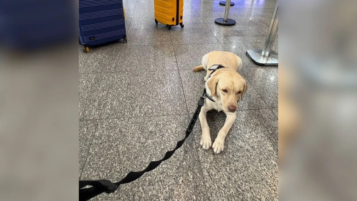 teddy o cão separado da menina autista de 12 anos