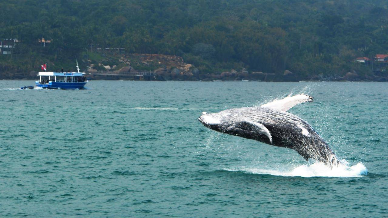 baleia jubarte em Ilhabela