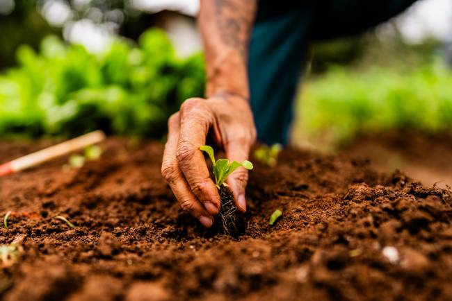 Agricultura planta brotando