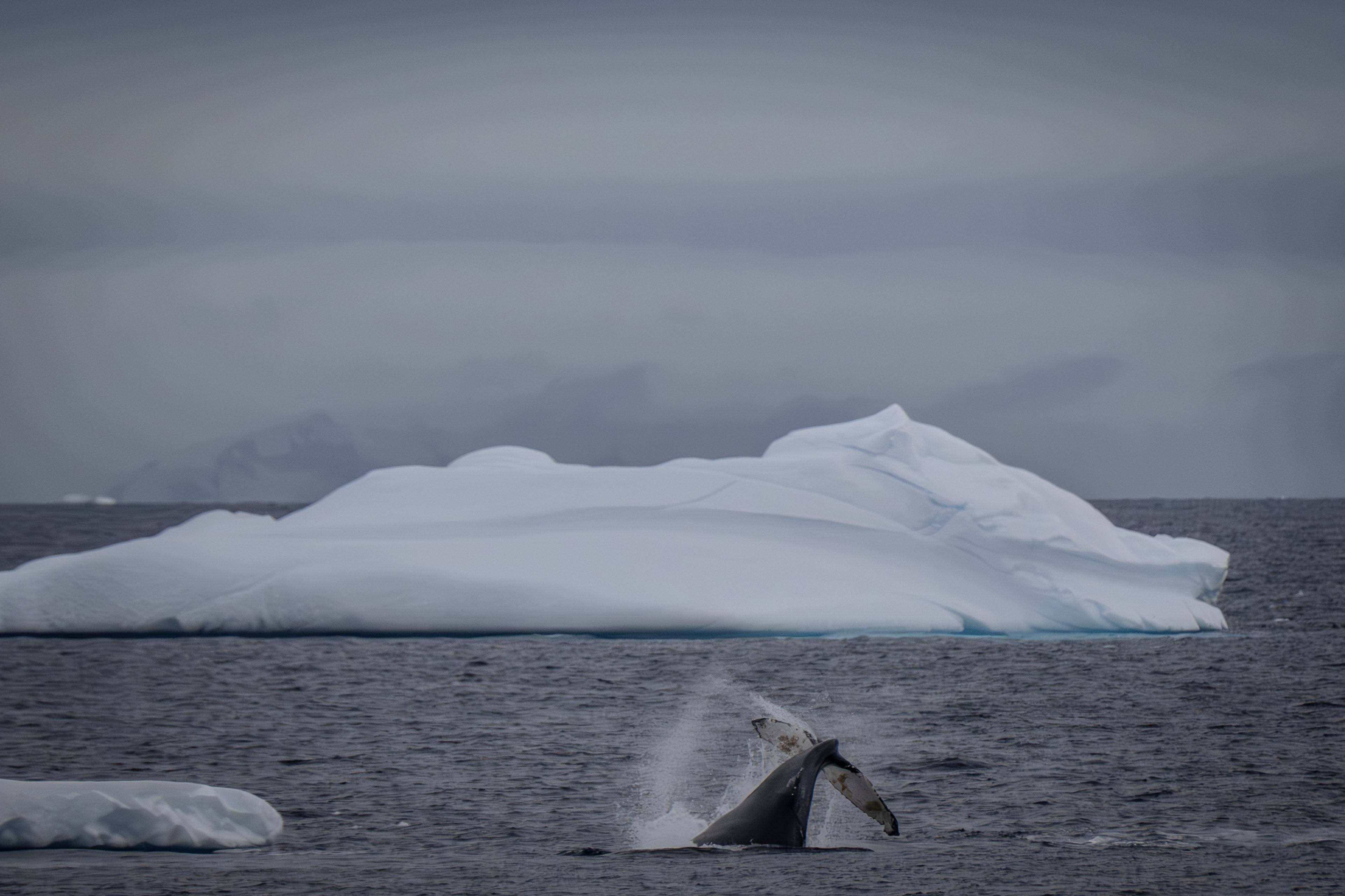 Cientistas e líderes mundiais alertam para ‘colapso’ e pedem fim da pesca no Oceano Antártico