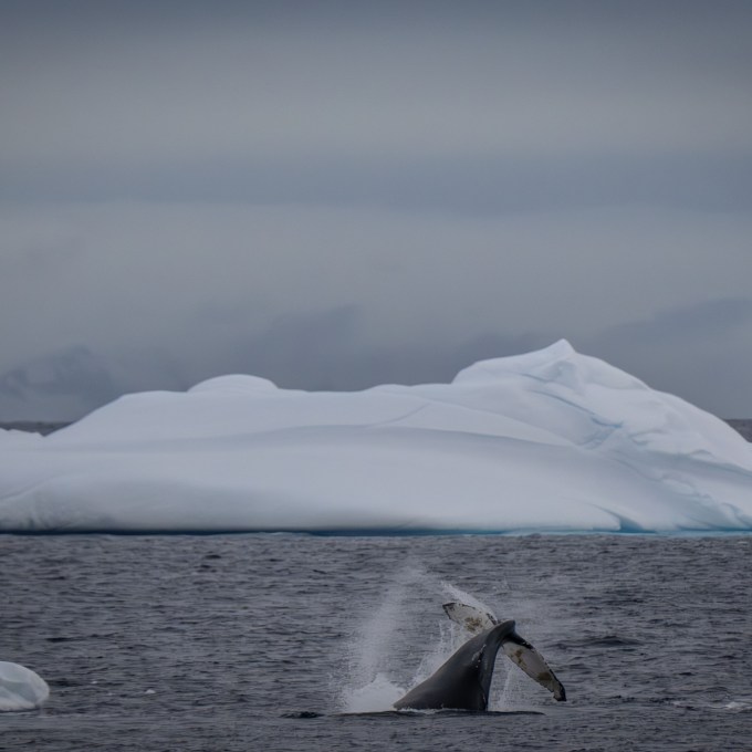 Cientistas e líderes mundiais alertam para ‘colapso’ e pedem fim da pesca no Oceano Antártico