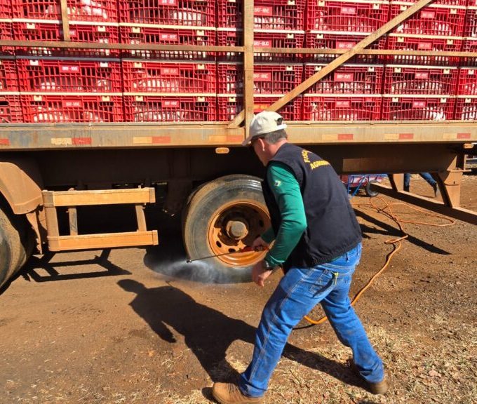 Gripe aviária: Goiás faz contenção após primeiro caso em aves de subsistência