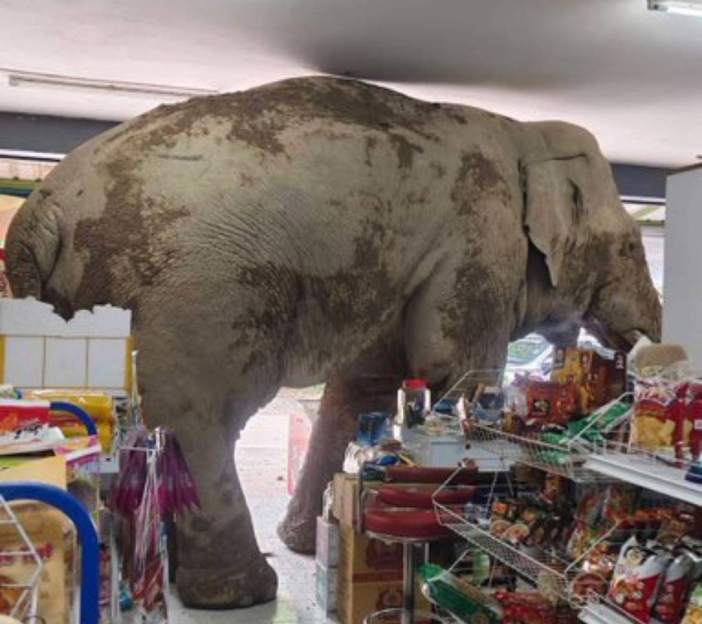 VÍDEO: Elefante selvagem ‘invade’ loja de conveniência na Tailândia e rouba comida