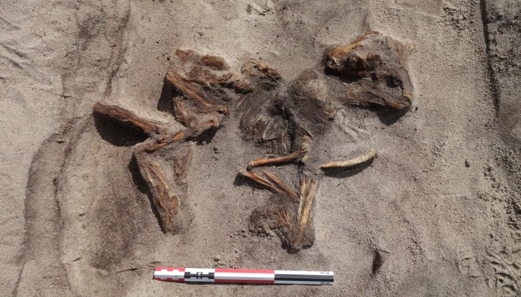 Túmulo de mil anos com mulher viking e seu cachorro é descoberto na Noruega