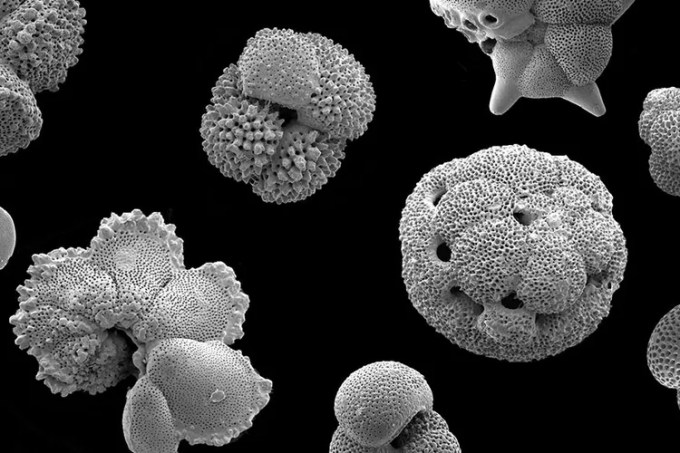 foraminifera-web