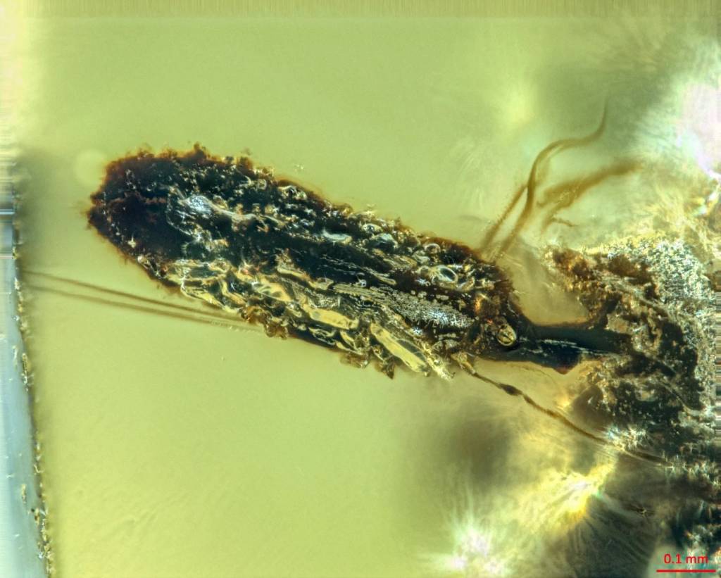 Fóssil revela ataque de fungos ‘zumbis’ a insetos há 99 milhões de anos