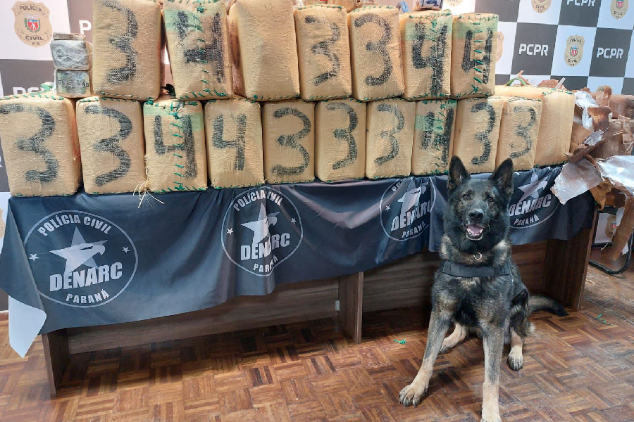 Paraná: polícia faz maior apreensão de haxixe da história do estado