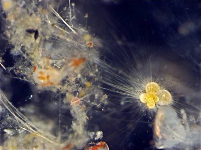 Foraminífero vivo da espécie Globigerinella calida, coletado no sudoeste do Oceano Índico. As longas extensões ao redor da concha são tentáculos usados para locomoção e alimentação