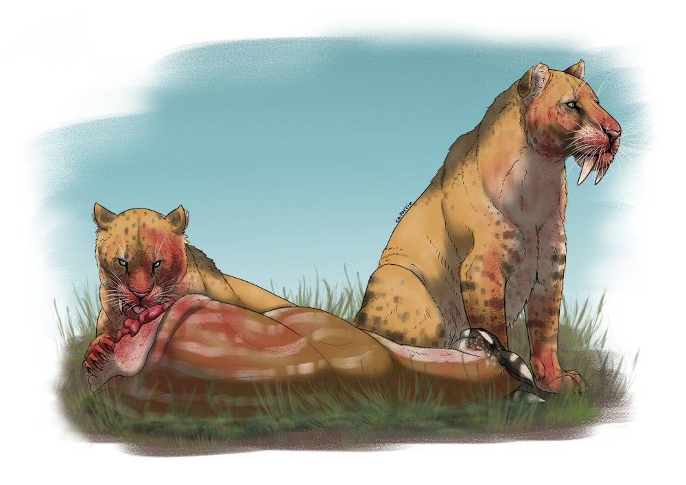 Redução de presas contribuiu para extinção dos tigres-dentes-de-sabre