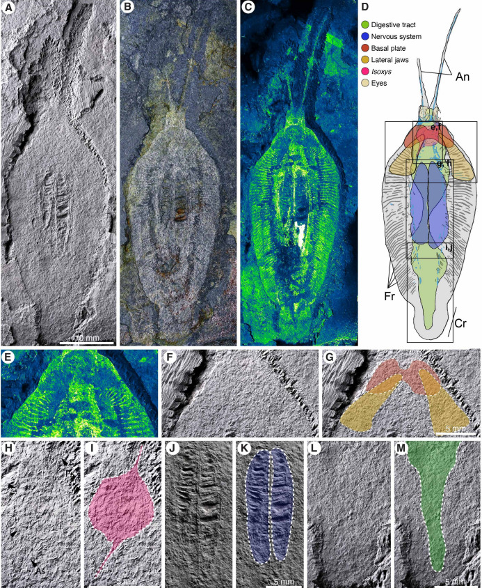 Criatura milenar confundida com lula era, na verdade, verme predador
