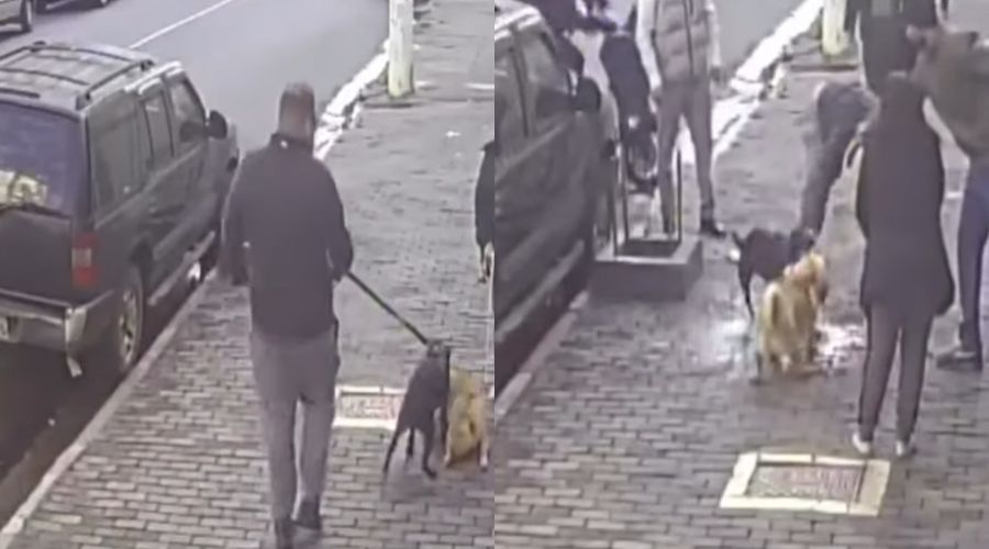 Vídeo: pitbull ataca shar-pei na zona oeste de São Paulo