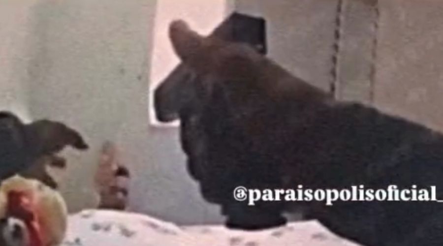 Justiça torna réus PMs que mataram jovem rendido em Paraisópolis